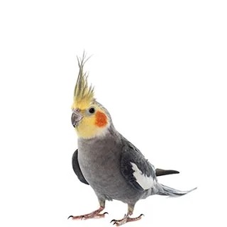 Cockatiel Food