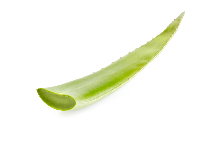 Fresh Aloe Leaf, Each product-image