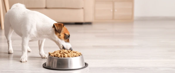 Dog Food