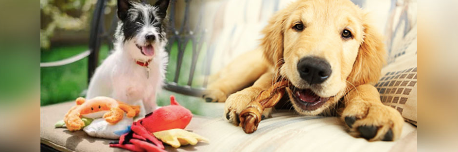 Dog Supplies
