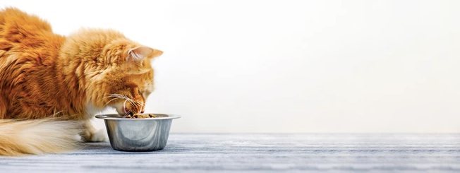 Cat Food