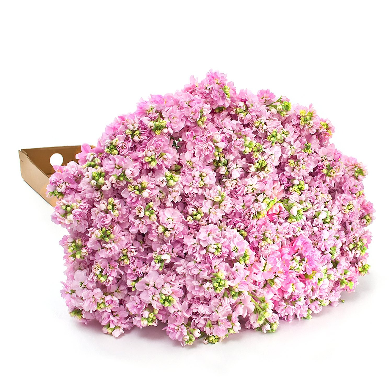 Bulk Flowers & Greenery