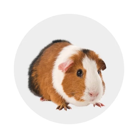 Guinea Pig