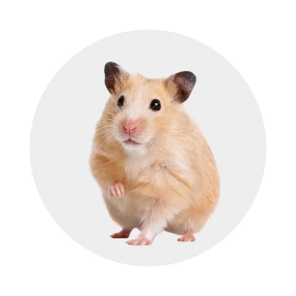 Hamsters