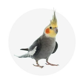Cockatiel
