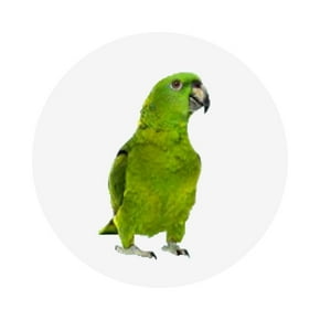 Parrot
