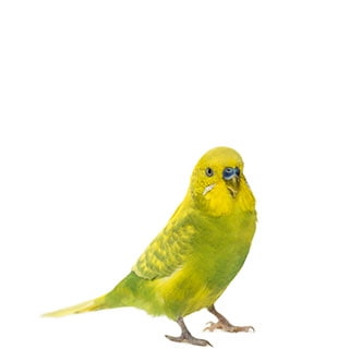 Parakeet