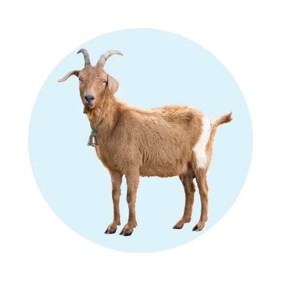 Goat